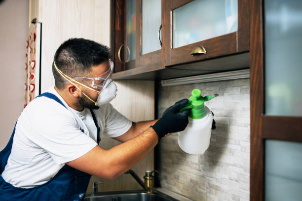 Wasp Removal Services in Hazardville, CT