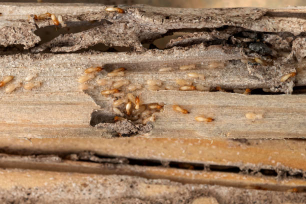 Best Affordable Pest Control Services  in Hazardville, CT